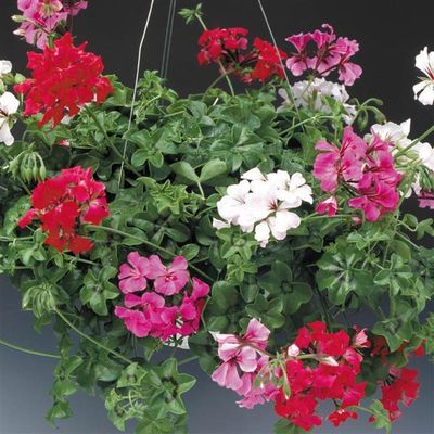 Ivy Geranium