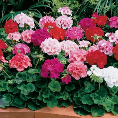 Geranium