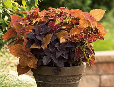 Coleus
