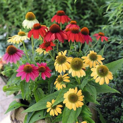 Echinacea (Coneflower)