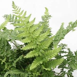 Ferns