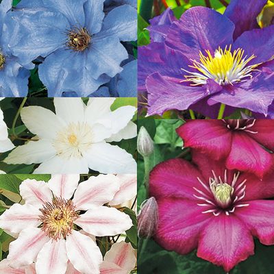 Clematis