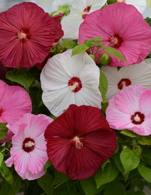 Hibiscus