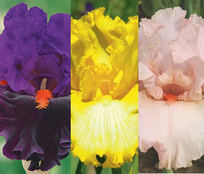 Irises