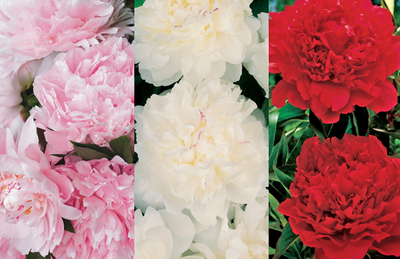 Peony