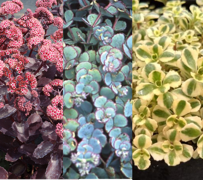 Sedum