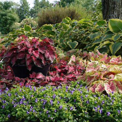 Shade Tolerant