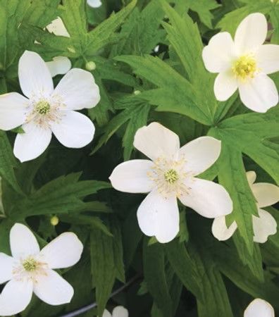 Canada Anemone