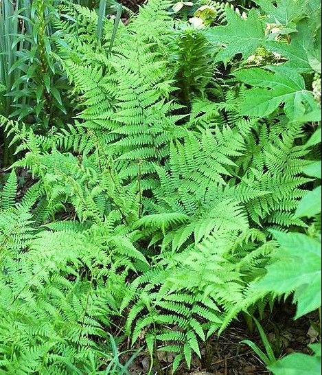 Lady Fern