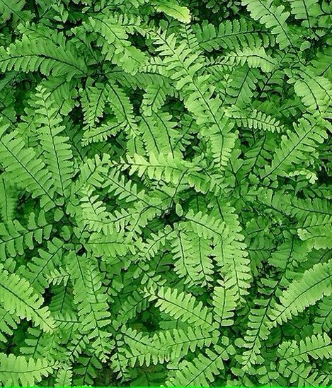 Maidenhair Fern