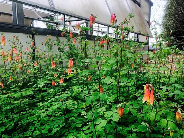 Red Columbine
