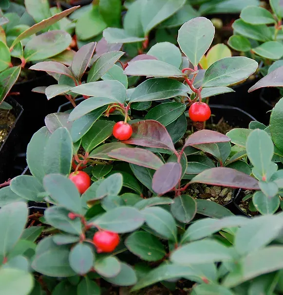 Wintergreen