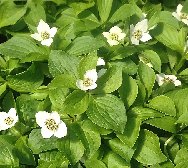 Bunchberry