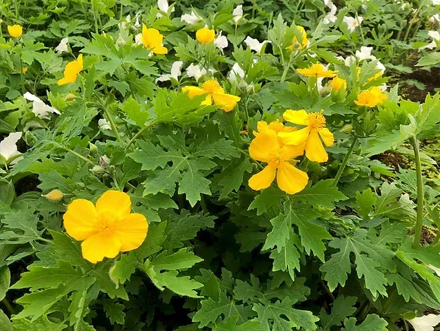 Wood Poppy