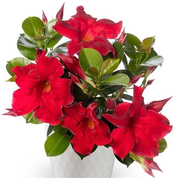 Dipladenia - Madinia: Red