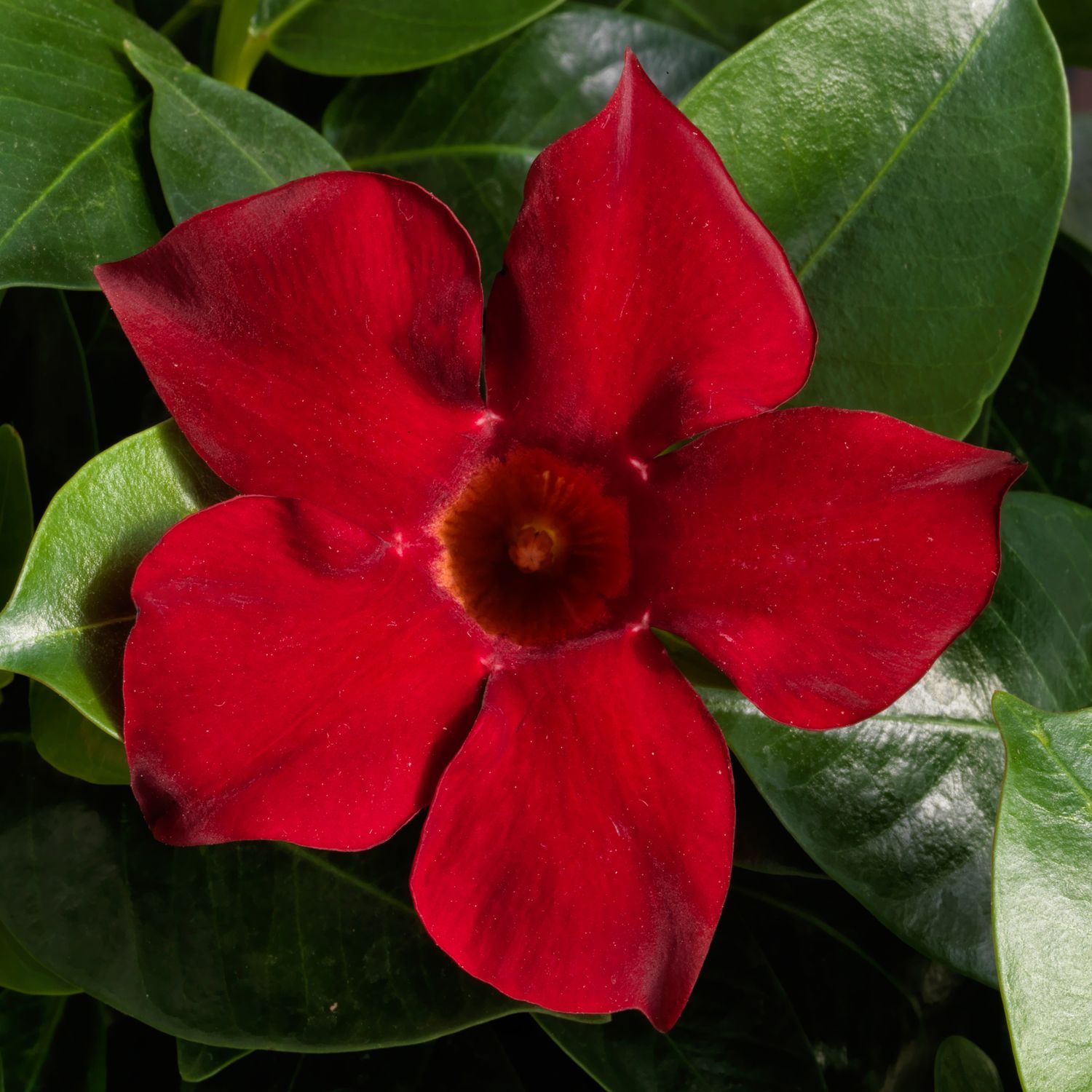 Dipladenia - Madinia: Red