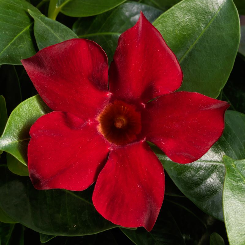 Dipladenia - Madinia: Red