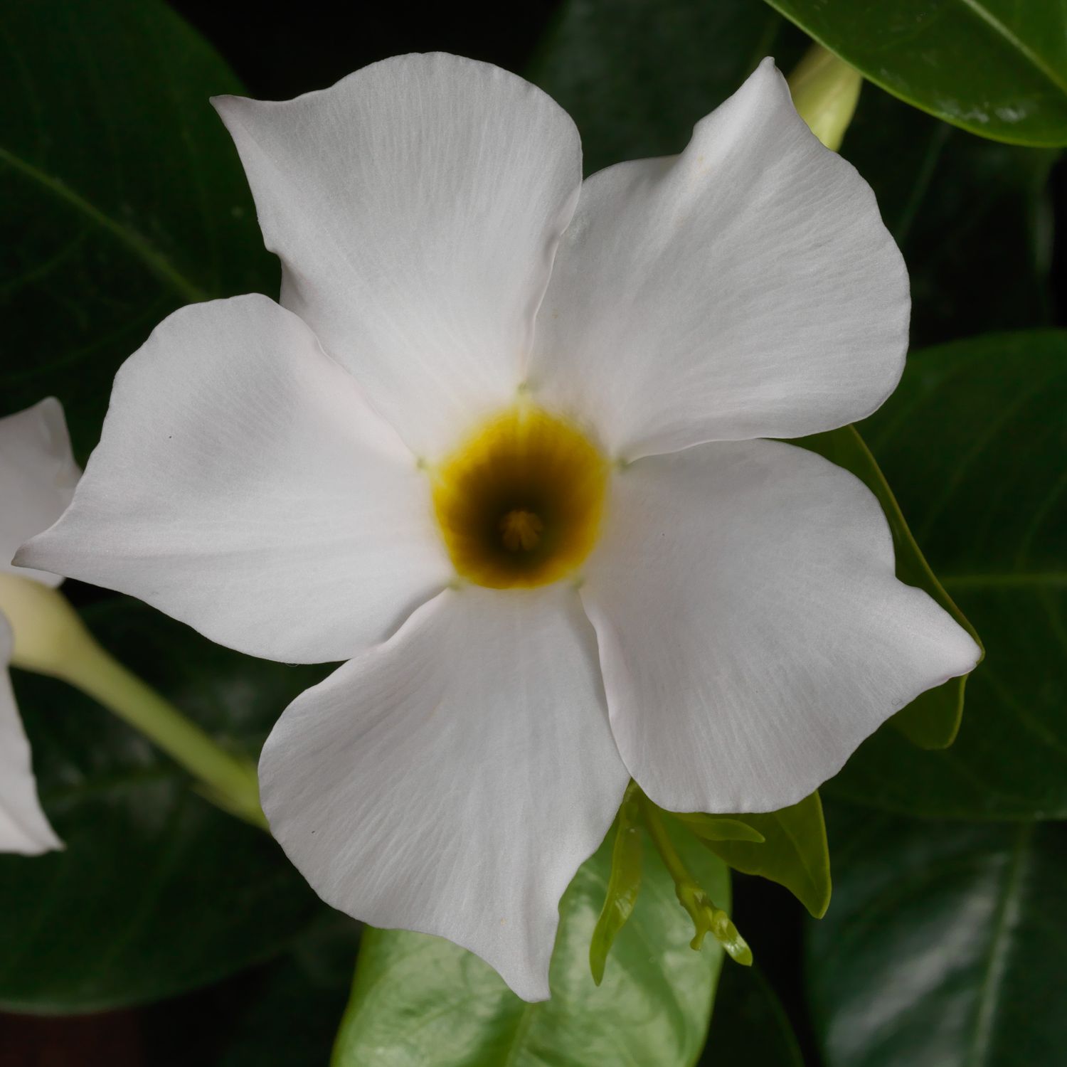 Dipladenia - Madinia: White