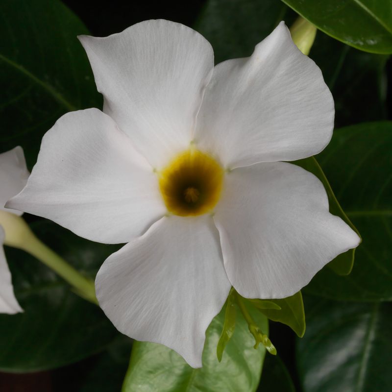 Dipladenia - Madinia: White Dipladenia - Madinia: White