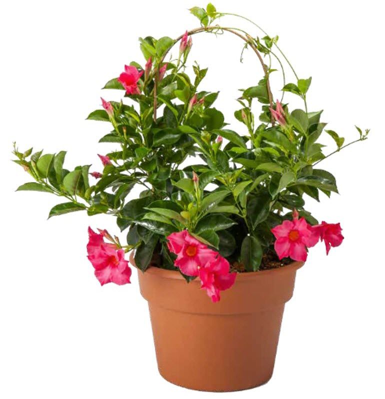 Dipladenia - Madinia: Coral Pink