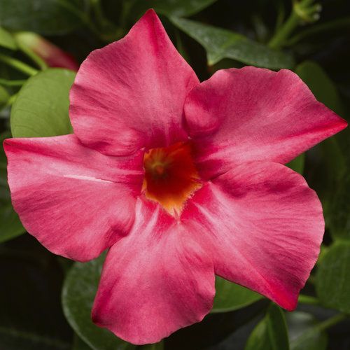 Dipladenia - Madinia: Coral Pink