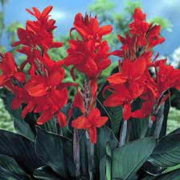 Canna Lily: Giant Red (Bronze Leaf)