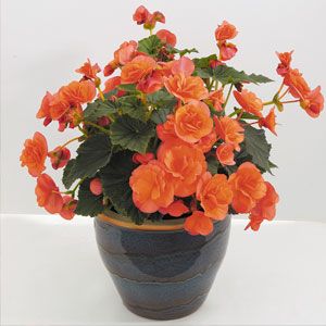 Begonia - Solenia: Salmon Coral