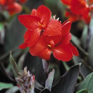 Canna Lily: Giant Red (Bronze Leaf)