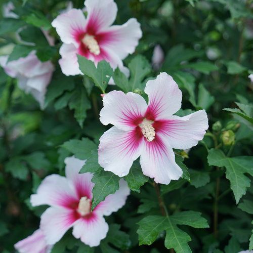 Rose of Sharon: Red Heart