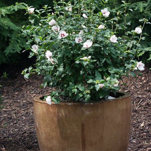Rose of Sharon: Red Heart