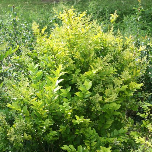 Common Privet
