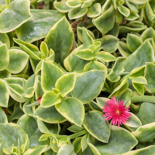 Dorotheanthus - Mezoo: Trailing Red (Varigated)