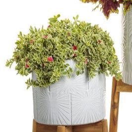Dorotheanthus - Mezoo: Trailing Red (Varigated)