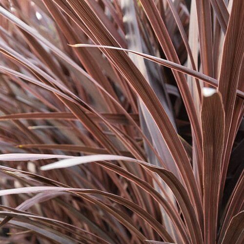 Dracaena: Red Star (Spike Grass)