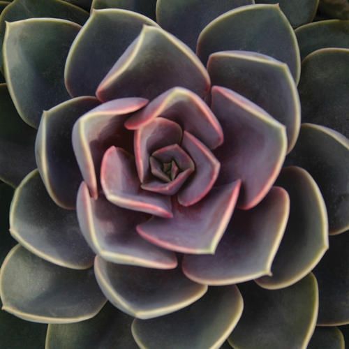 Echevaria: Perle Von Nurnberg Echevaria: Perle Von Nurnberg