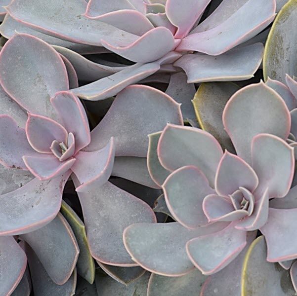Echevaria: Perle Von Nurnberg