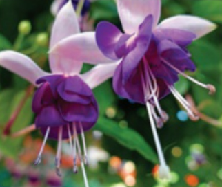 Fuchsia: Giant Deep Purple