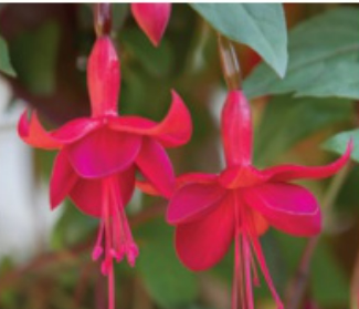 Fuchsia: Marinka Fuchsia: Marinka