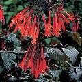 Fuchsia: Gartenmeister