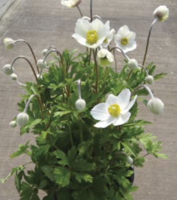 Canada Anemone