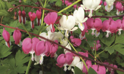 Dicentra (Bleeding Heart)