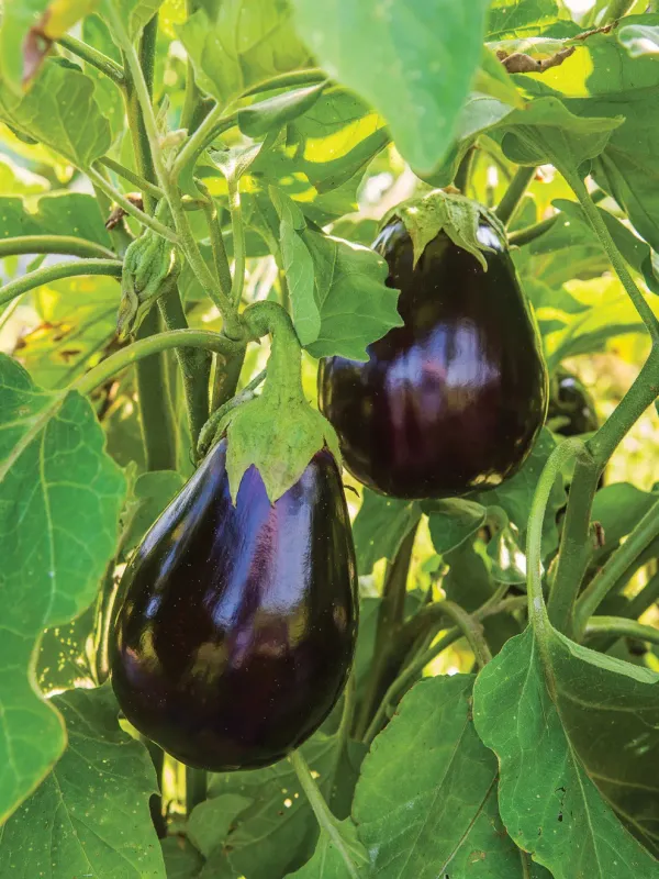 Eggplant: Black Beauty