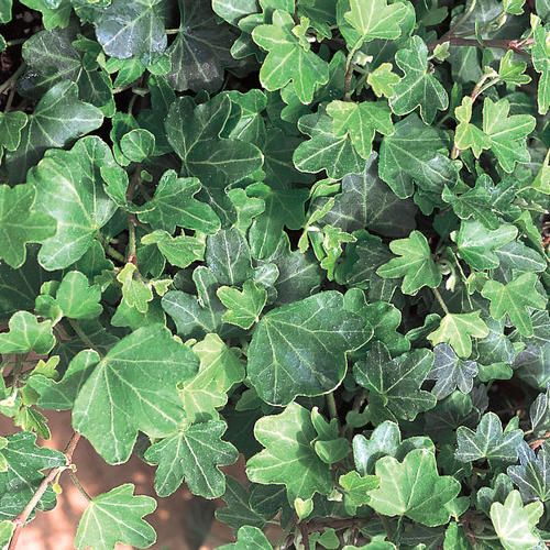 English Ivy: Duckfoot