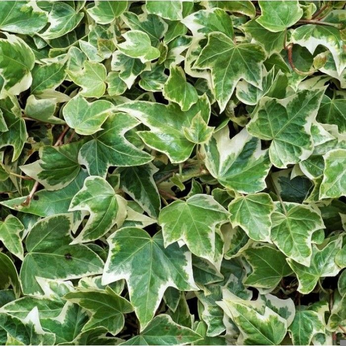 English Ivy: Eva