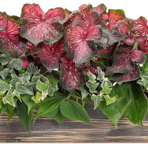 English Ivy: Eva