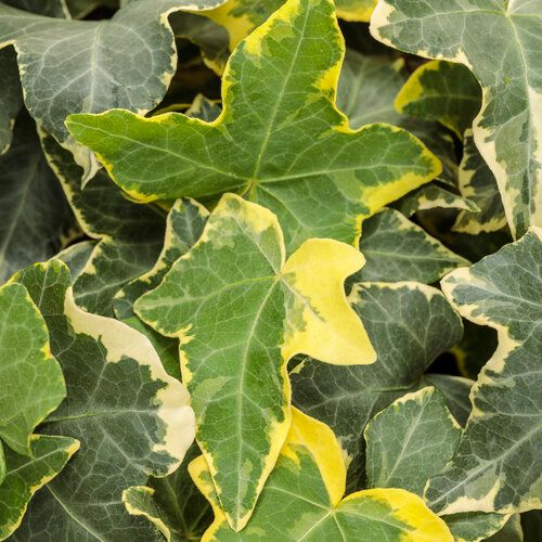 English Ivy: Goldchild