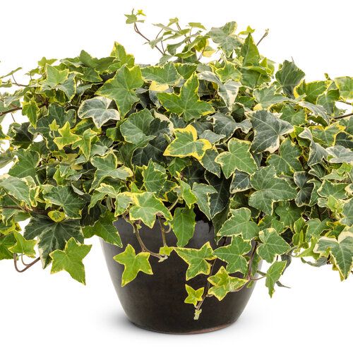 English Ivy: Goldchild