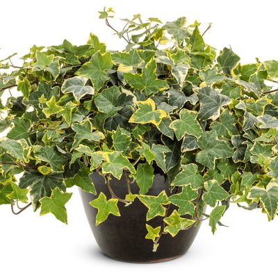 English Ivy: Goldchild
