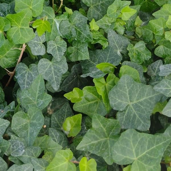 English Ivy: Ralf