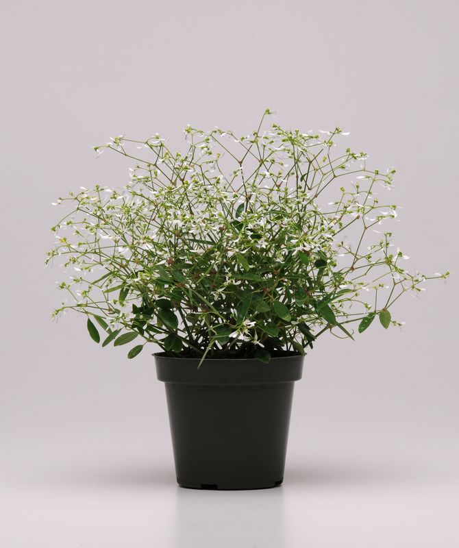 Euphorbia: Glitz